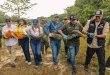 De la jaula a la libertad: Más de 100 animales silvestres rescatados del tráfico ilegal regresan a la naturaleza en el Meta
