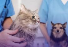 Procuraduría ordena a alcaldes y gobernadores reforzar la protección animal en todo el país