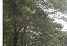 Homicidio en el Nuevo Horizonte / A Cristian Camilo lo asesinaron de nueve impactos